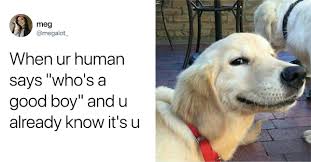 Dogs are better than people sale