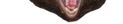 Chivery Bear Nose